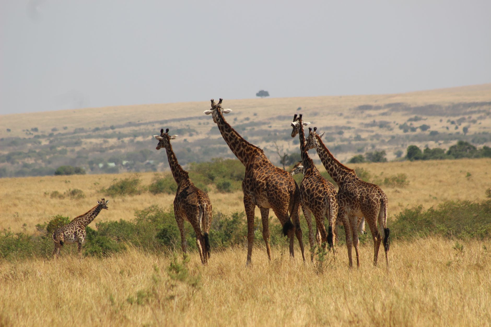 Long drive west — Masai Mara, Kenya