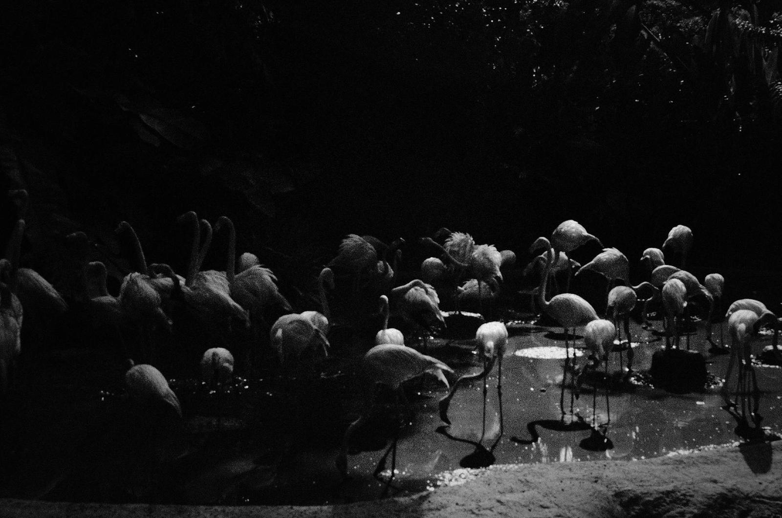 Bird Paradise & Night Safari, Singapore