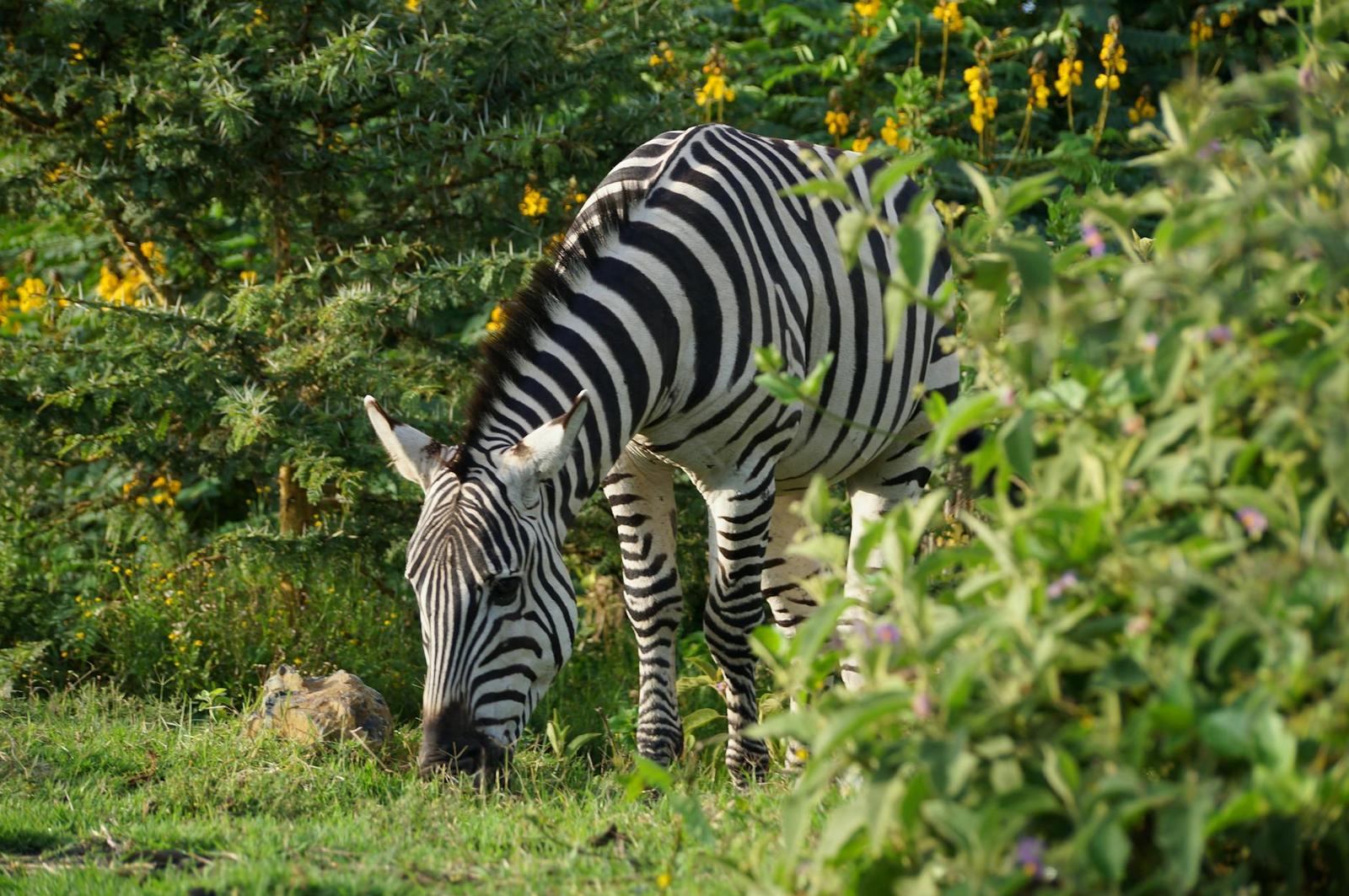 Aberdare Lake Naivasha — Kenya