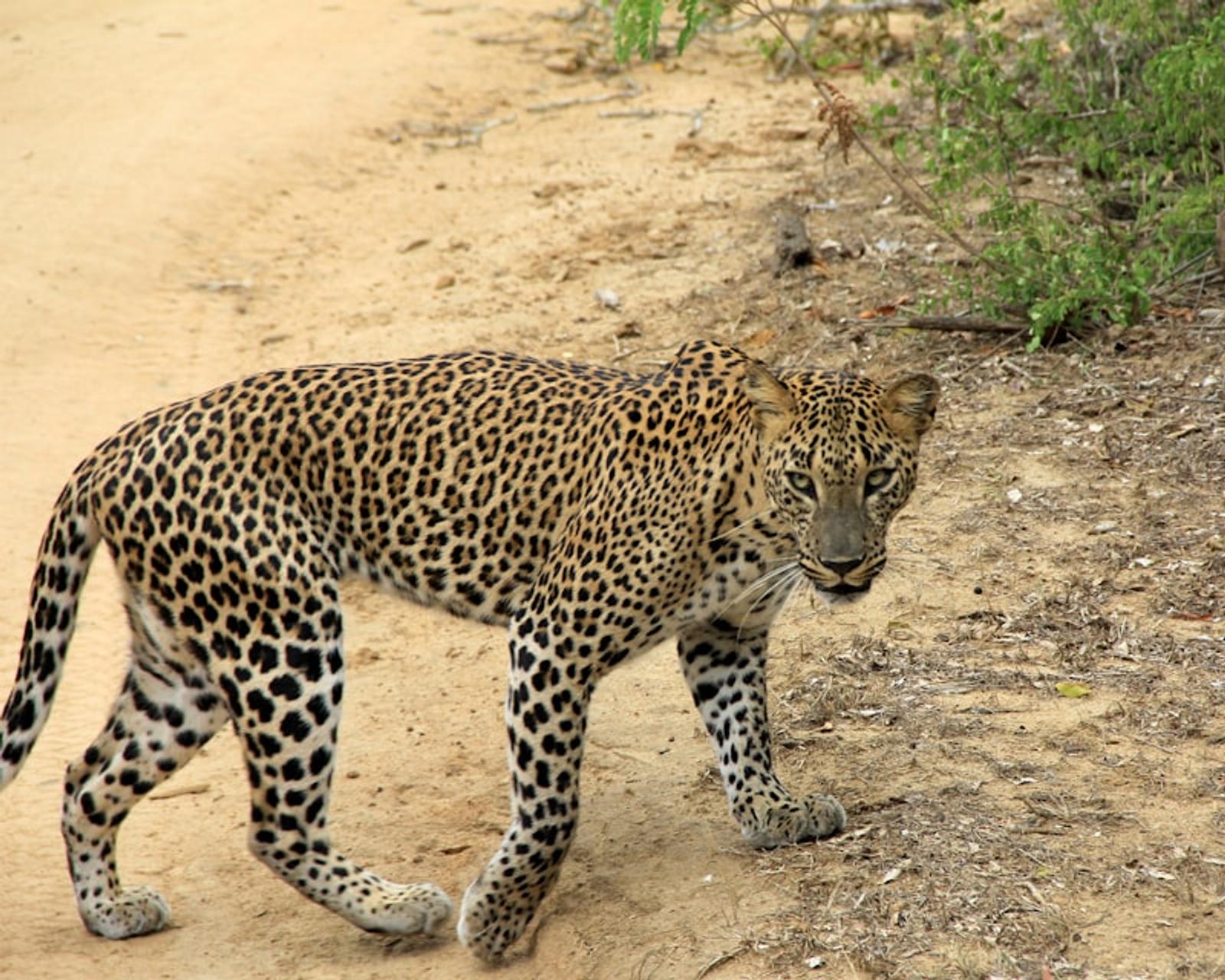 Yala leopard