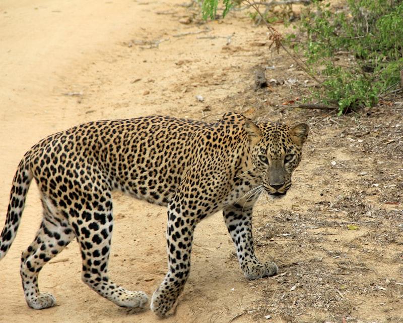 Yala leopard