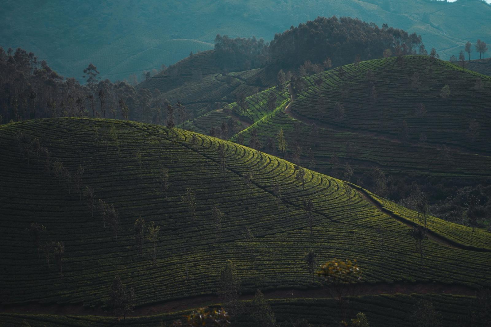 Rolling tea-covered hills in soft afternoon light