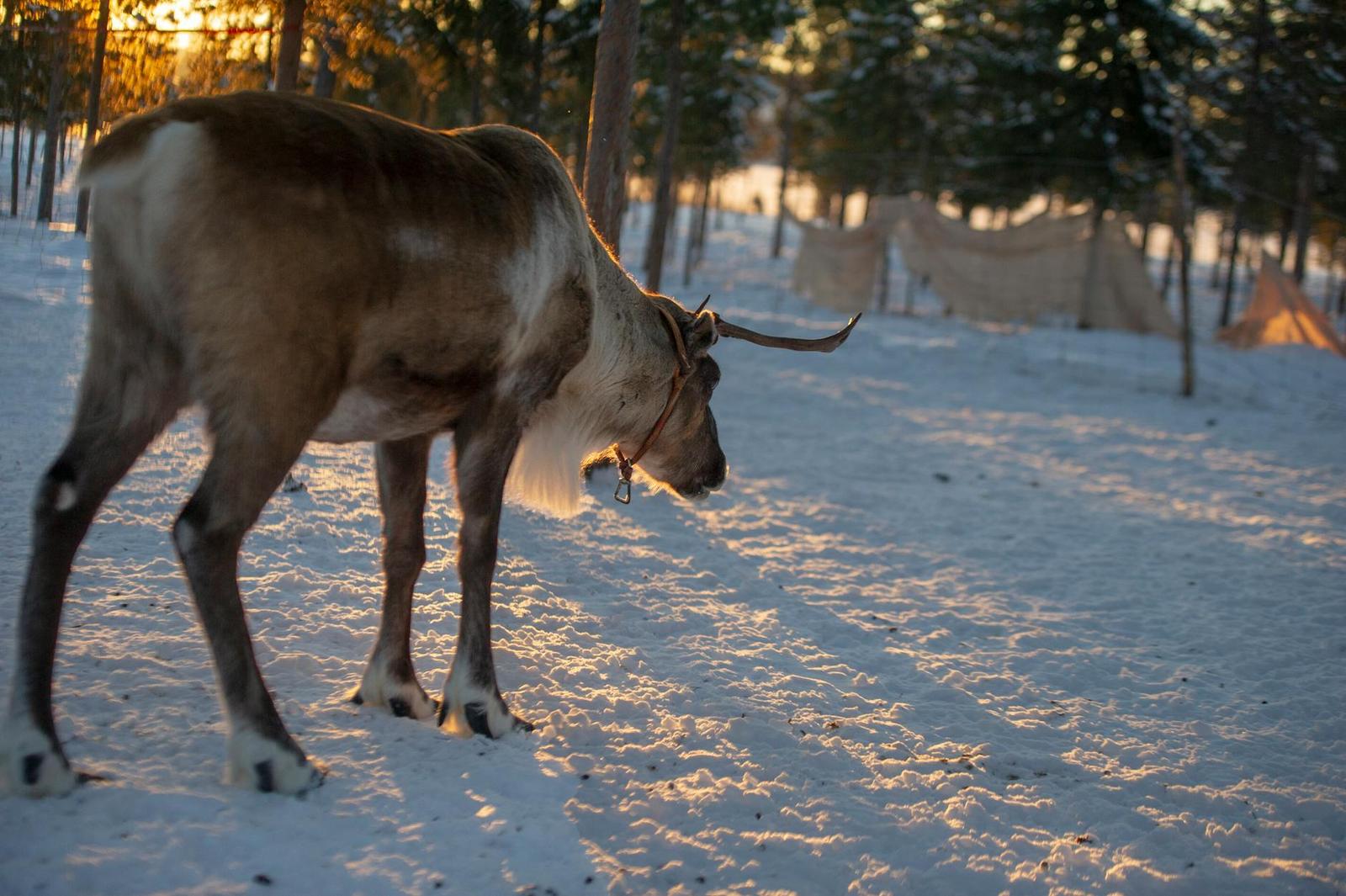 A reindeer walking through snow in a forest clearing at sunset