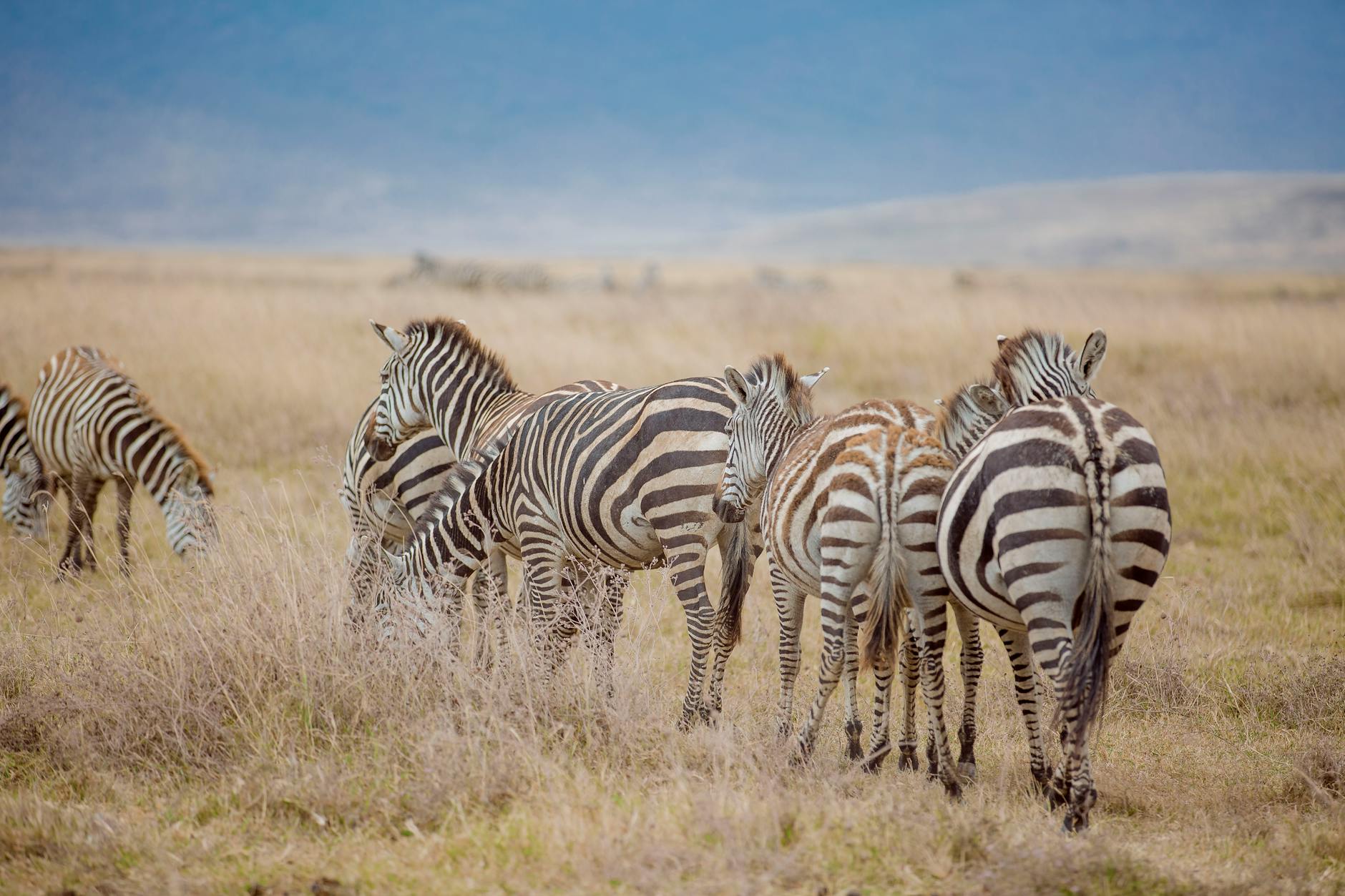 Serengeti Plains, Kenya + Tanzania