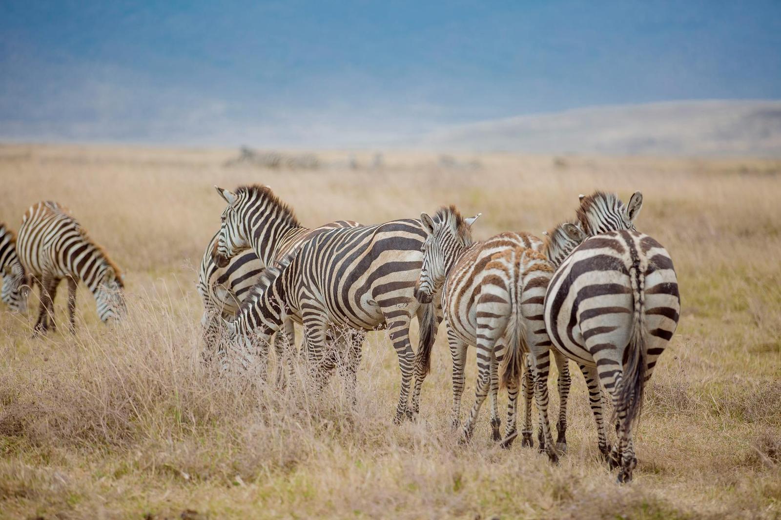 Serengeti Plains, Kenya + Tanzania