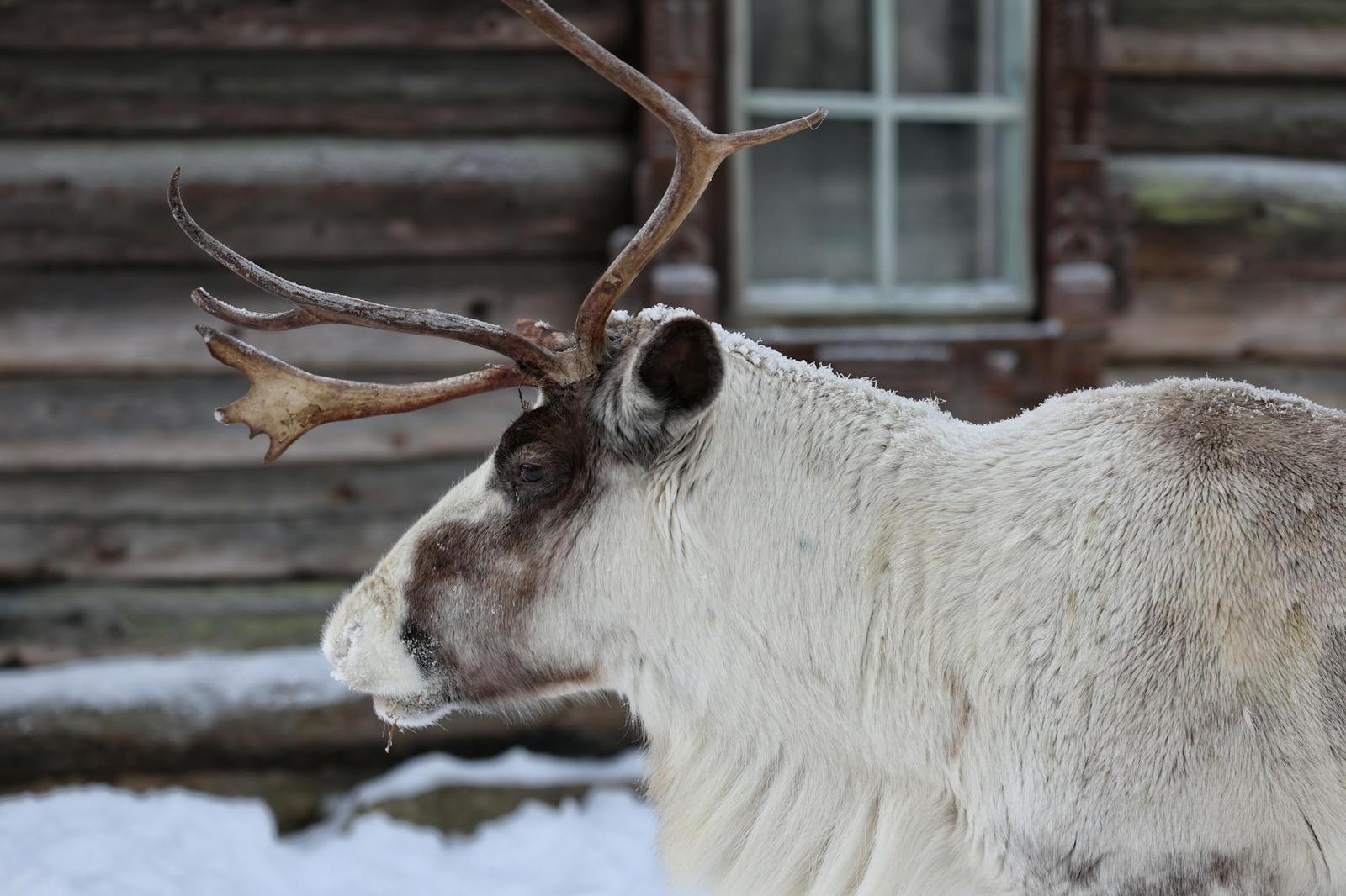 A reindeer with large antlers standing beside a wooden log cabin