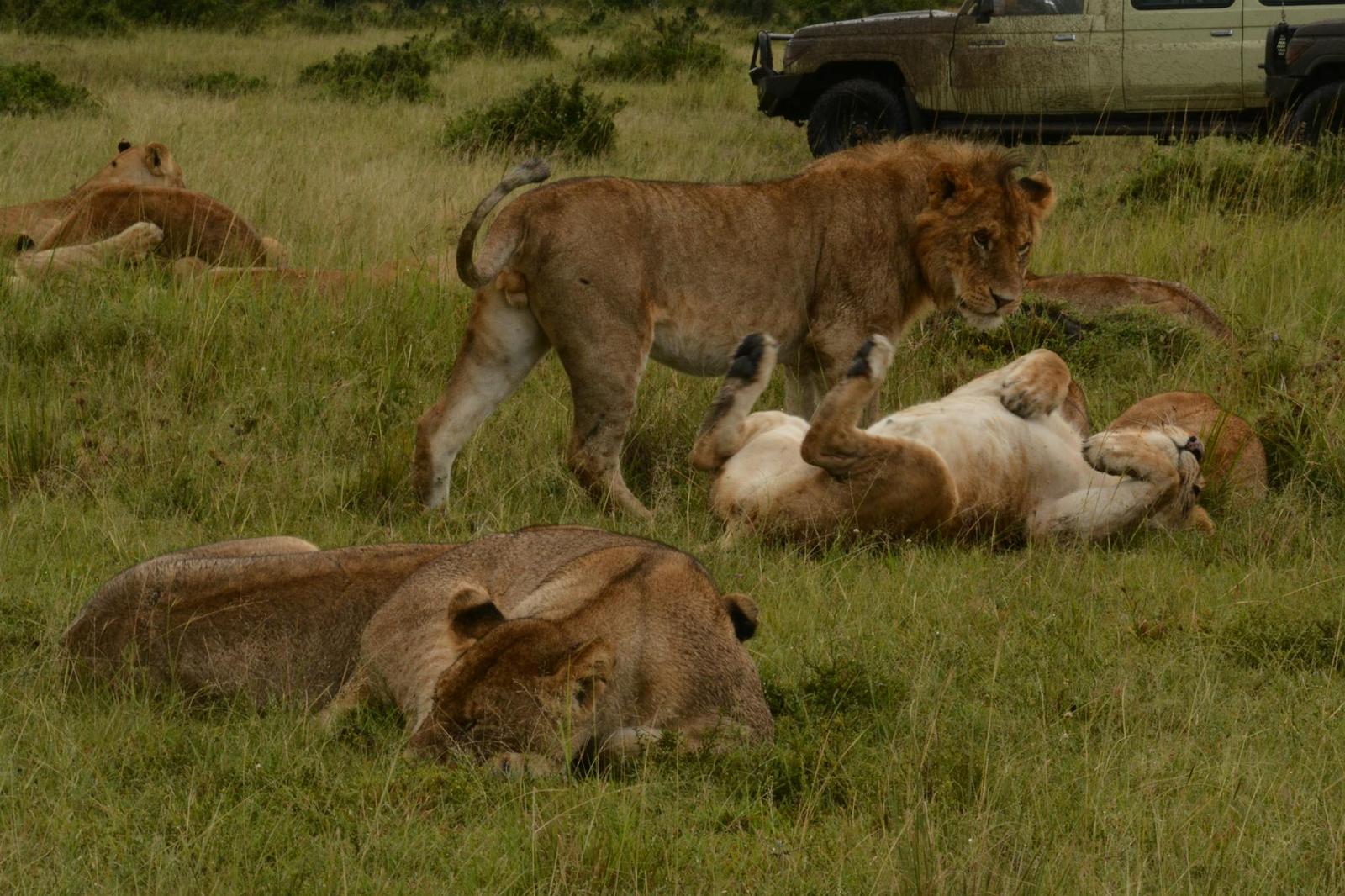 Pride of lions resting and playing in long grass near a parked jeep