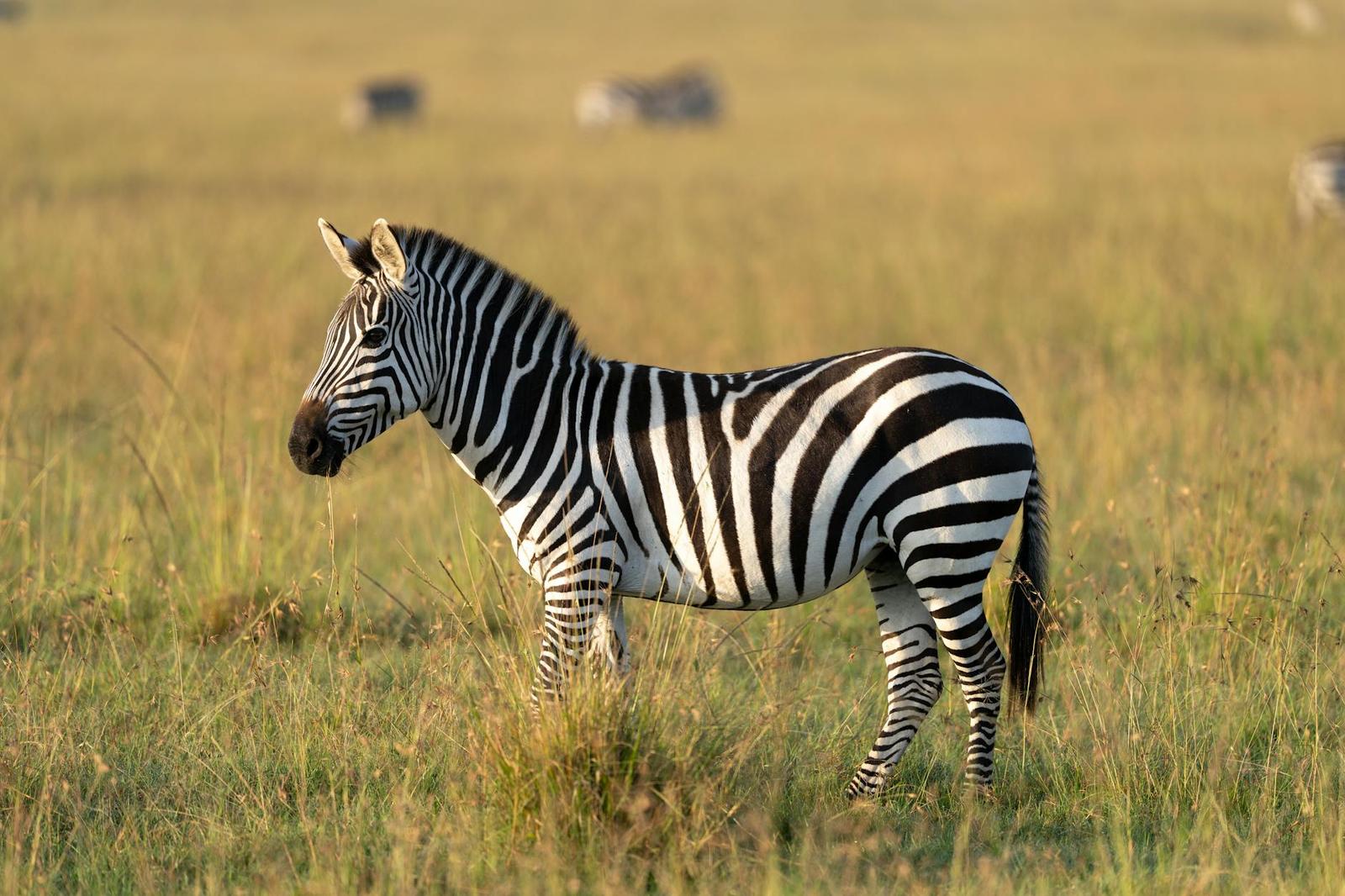 A zebra grazing peacefully in the Maasai Mara National Reserve, Kenya