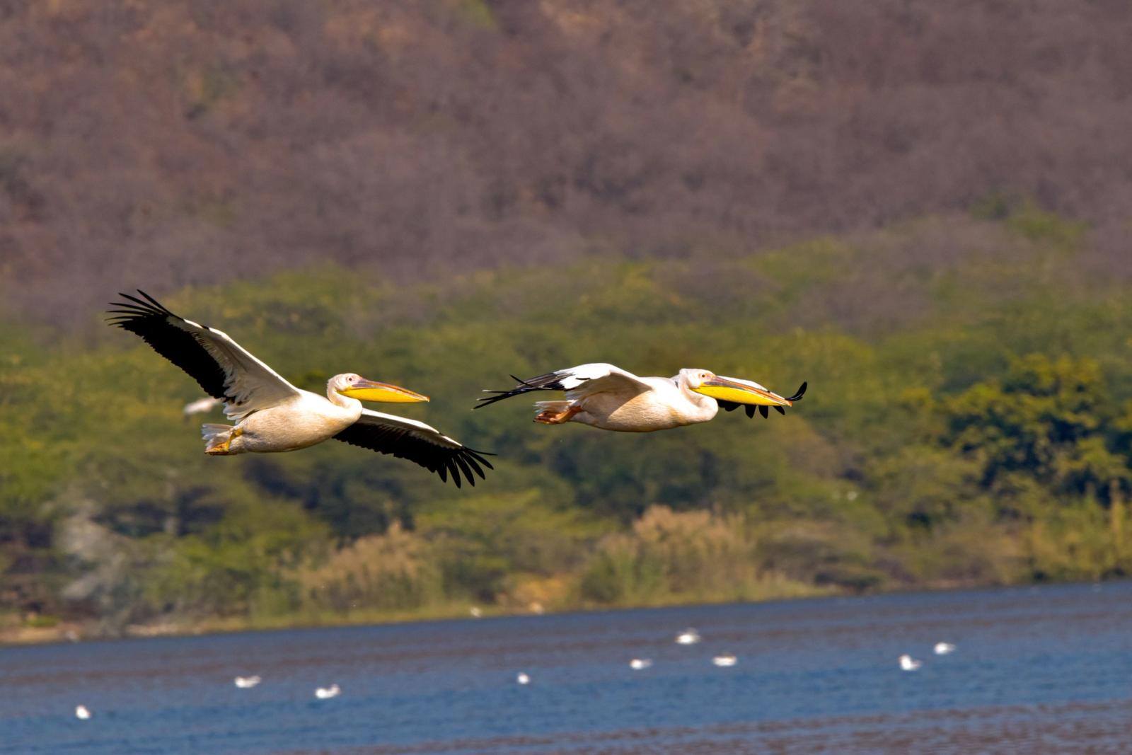 Two great white pelicans glide gracefully over a serene lake, surrounded by lush greenery