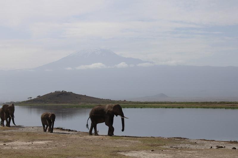 Elephant herd Amboseli
