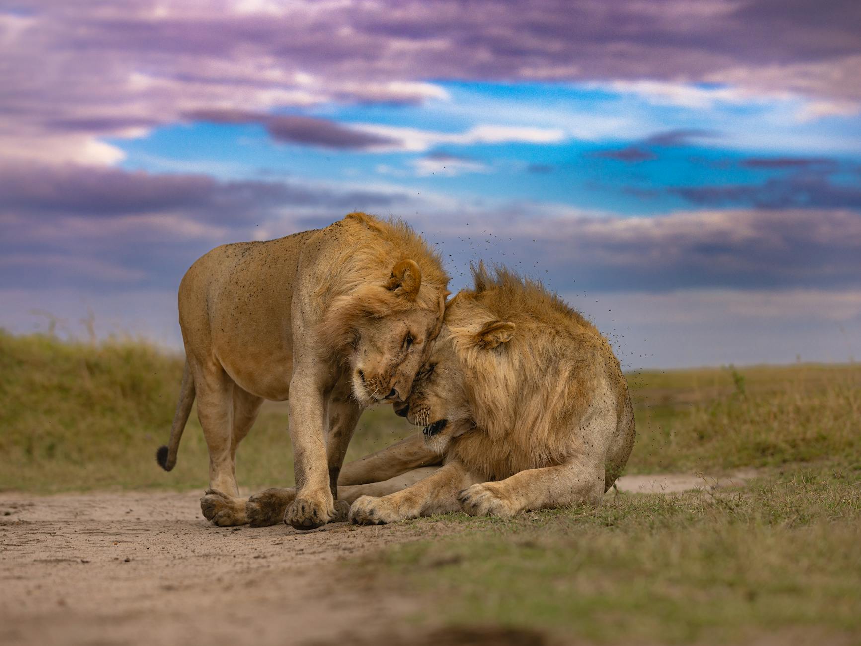 Lions of the Maasai Mara at golden hour, Kenya