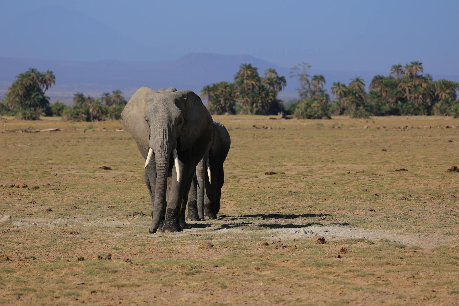 Amboseli elephants — Kenya