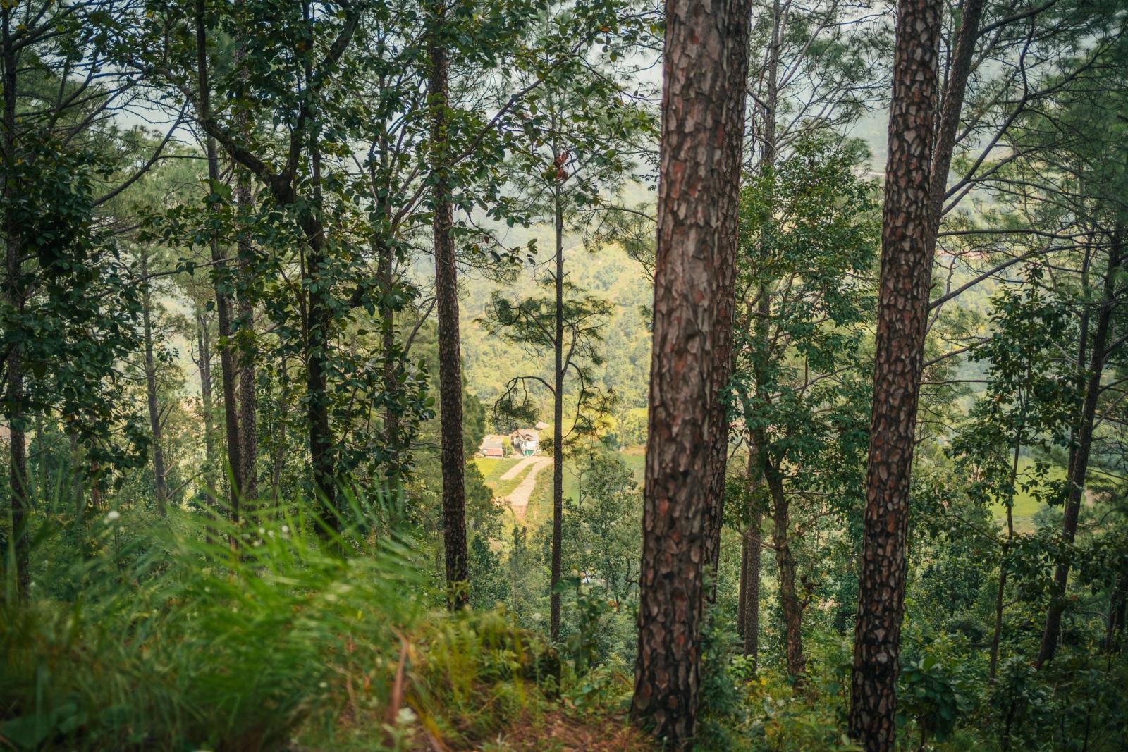 Tranquil view of a lush forest in the Indian countryside with distant structures visible through the trees