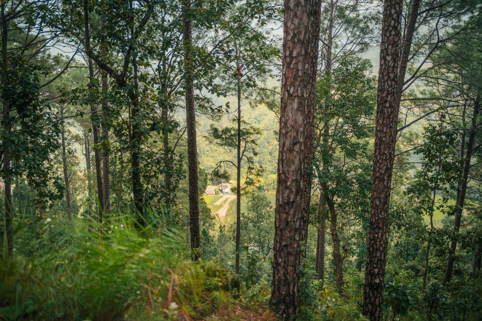 Tranquil view of a lush forest in the Indian countryside with distant structures visible through the trees