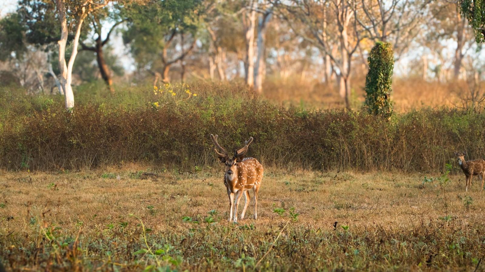 A spotted deer with large antlers standing in dry grassland