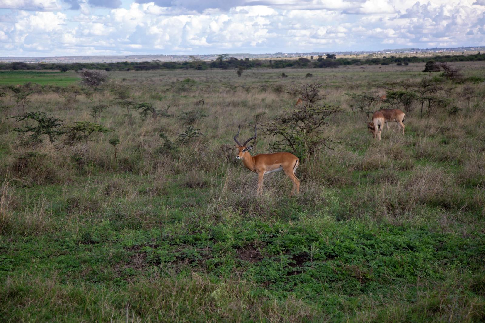A serene scene of impalas grazing in Nairobi's sprawling savanna habitat, capturing the essence of African wildlife