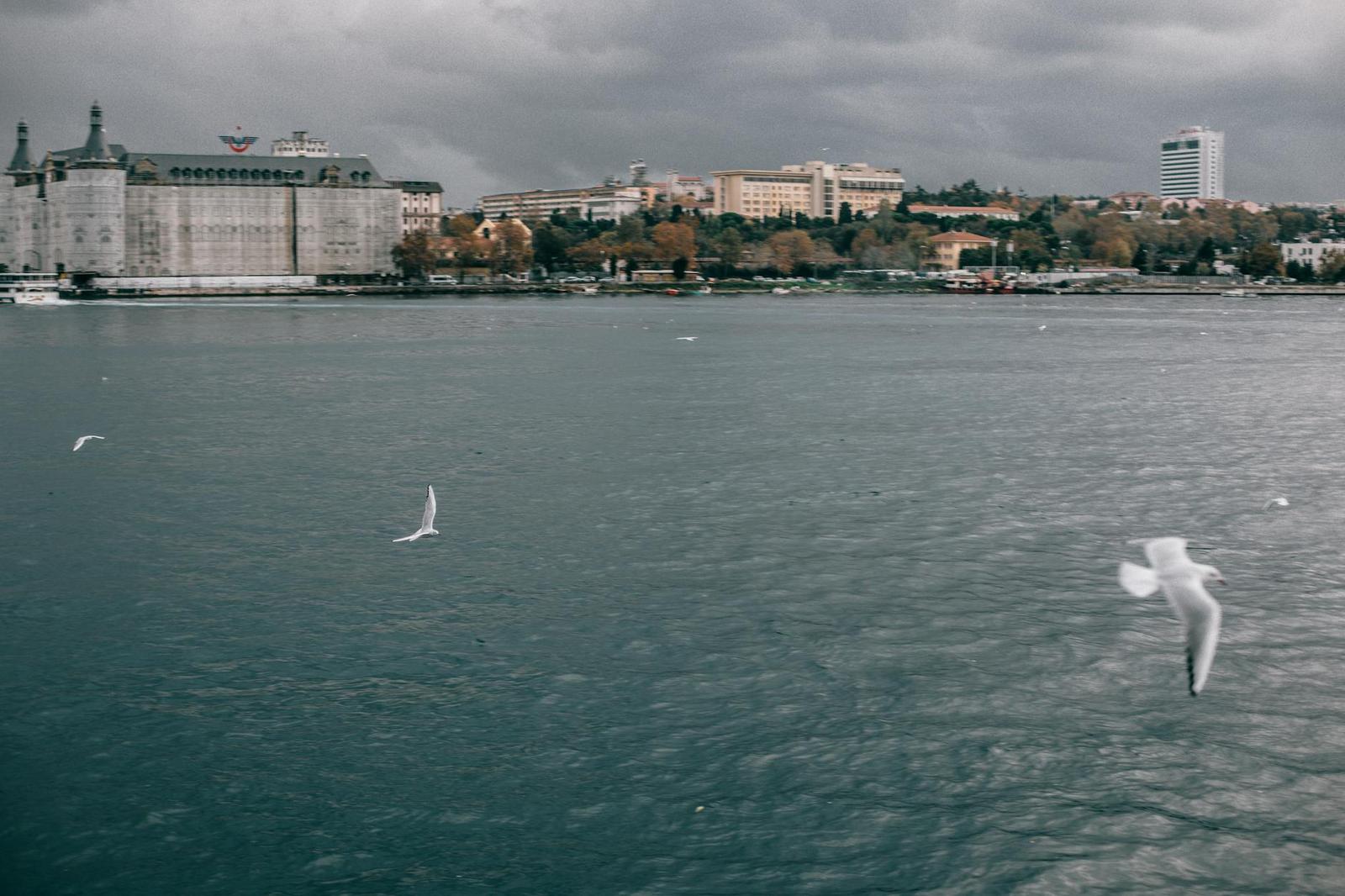 Seagulls flying over a harbour with a grand waterfront building beyond