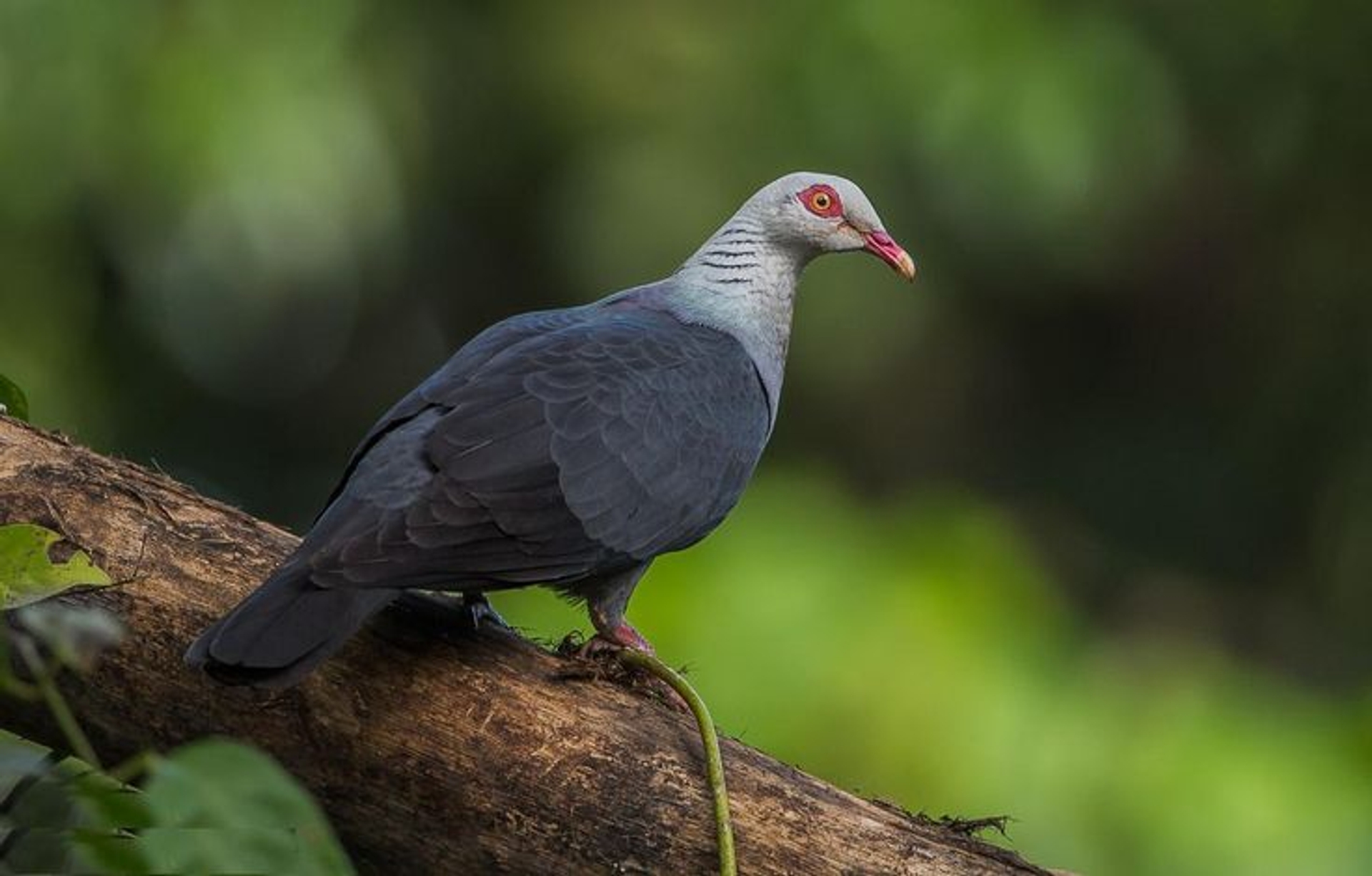 A bird calmly perches on a palm leaf in a serene, tropical setting in Port Blair, India