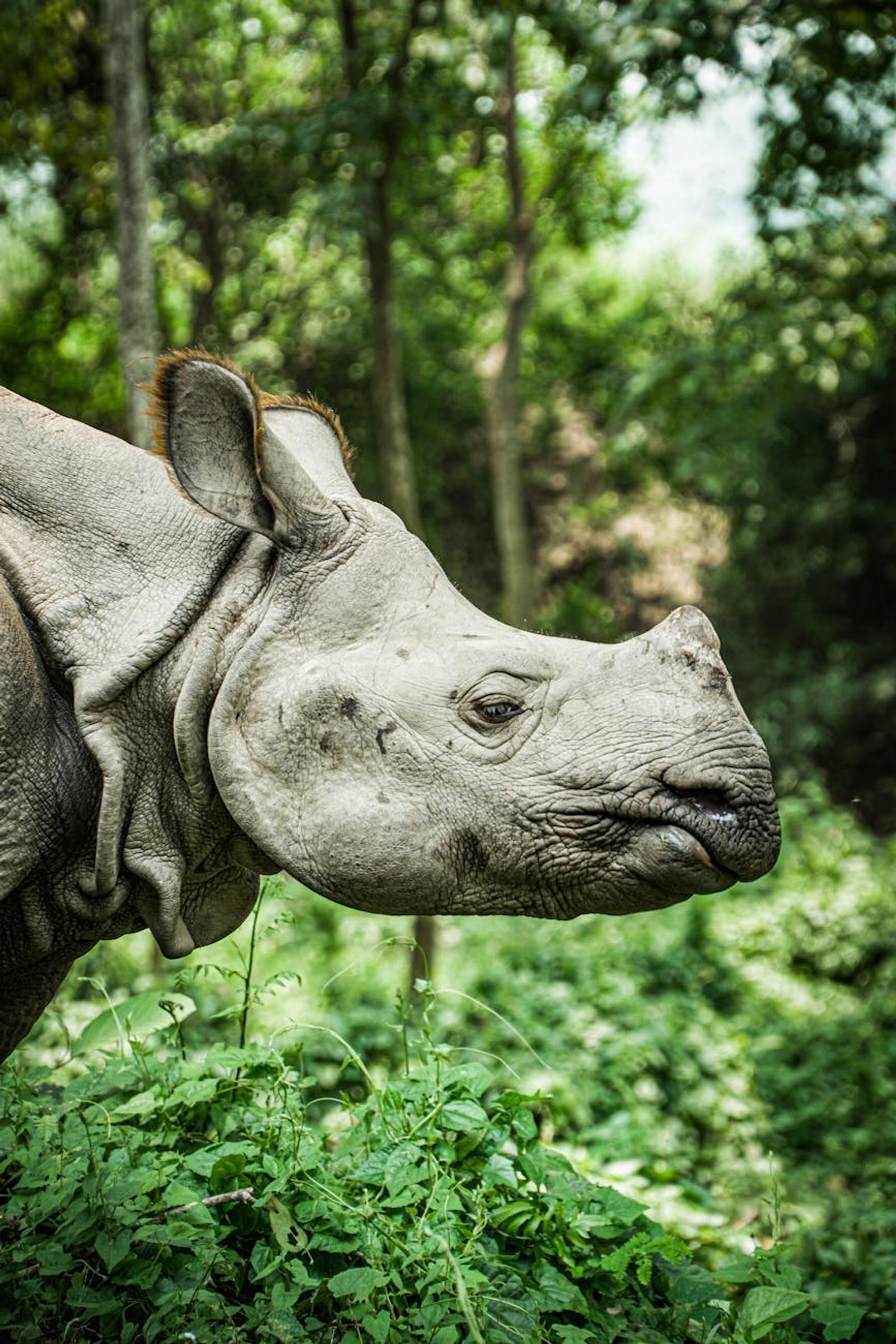 Kathmandu Chitwan — Nepal