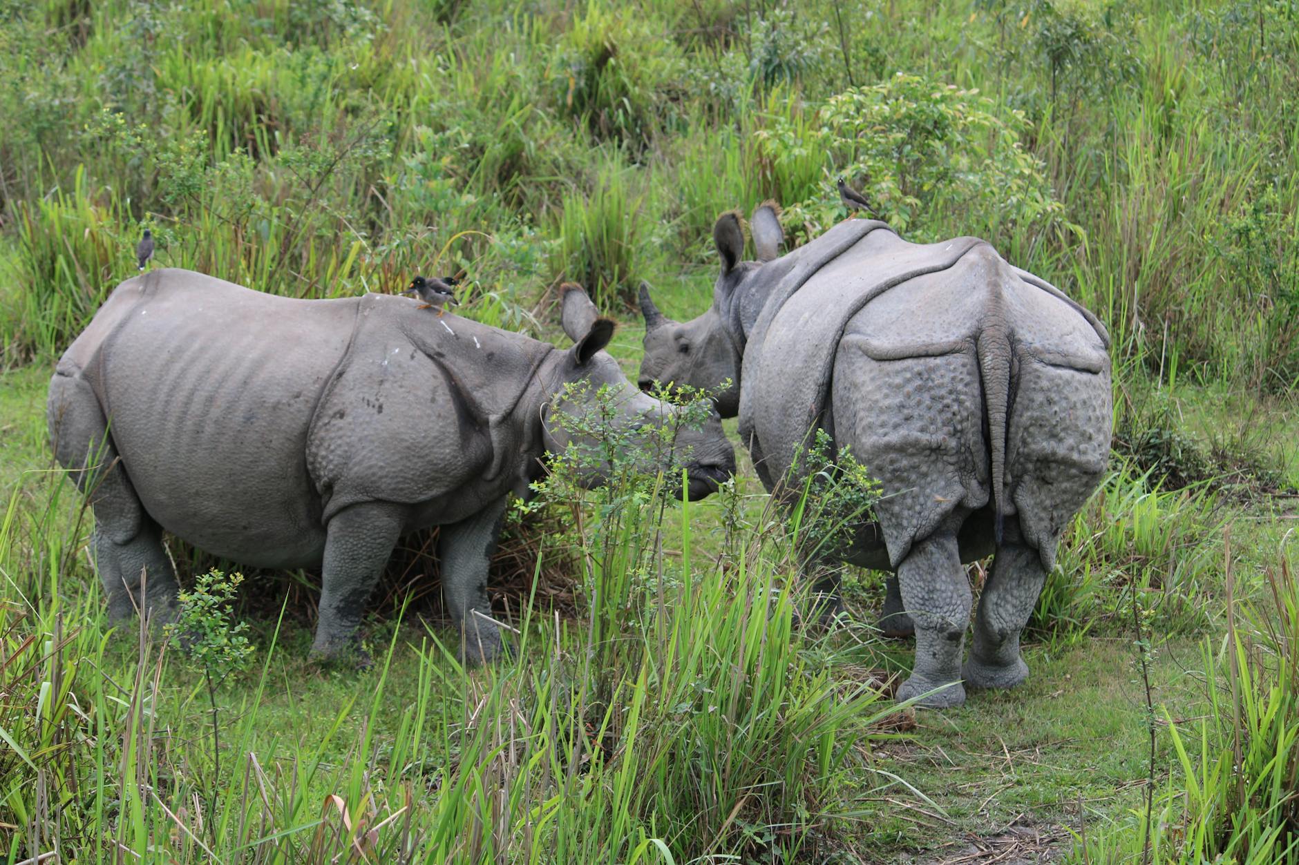 Kaziranga National Park Safari — North East India, India
