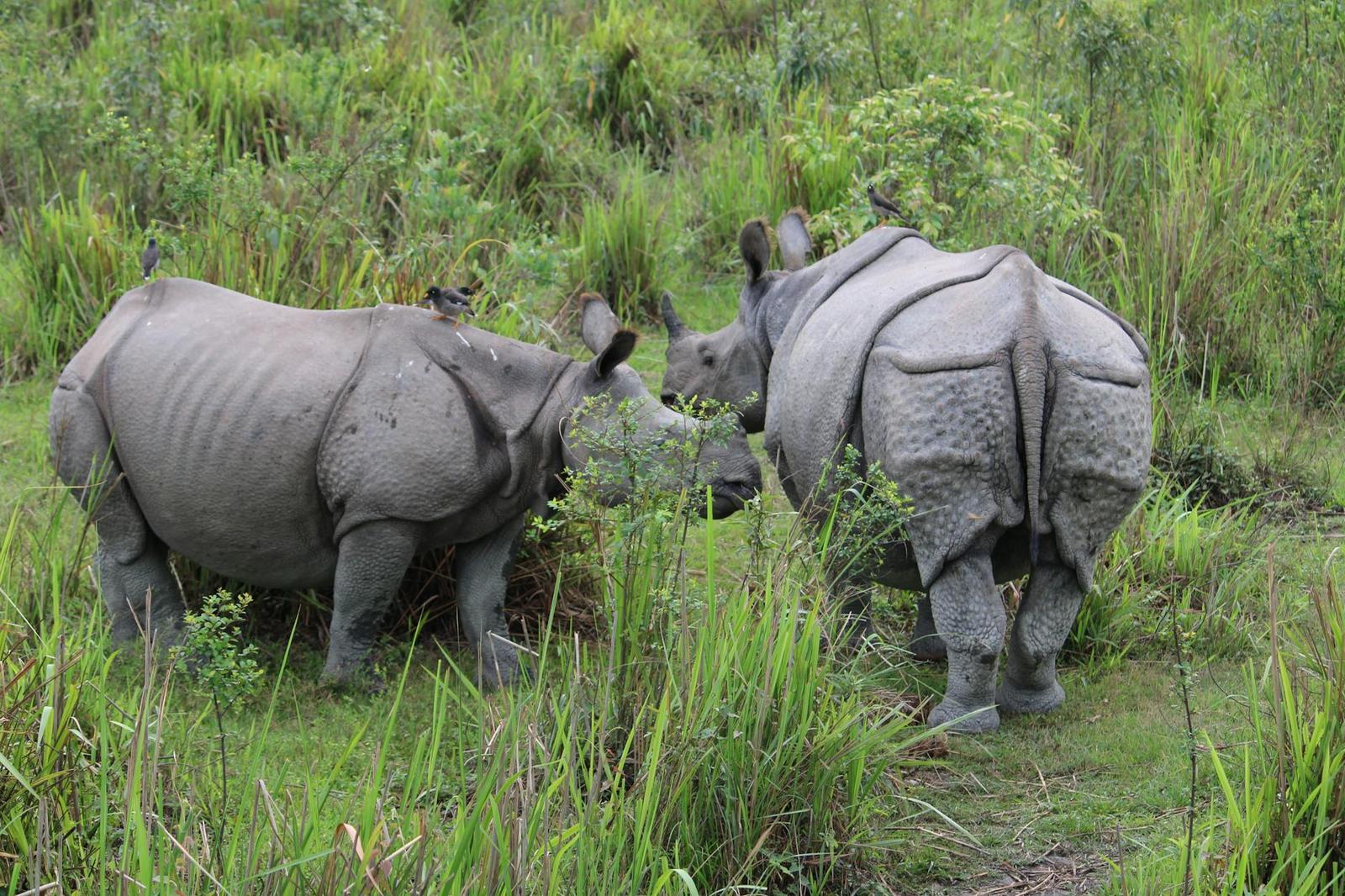Kaziranga National Park Safari — North East India, India
