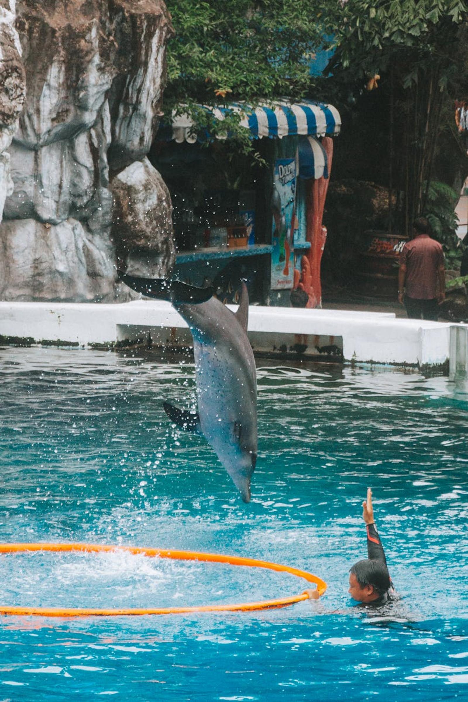 A dolphin leaps through a hoop in a pool as a trainer raises their hand