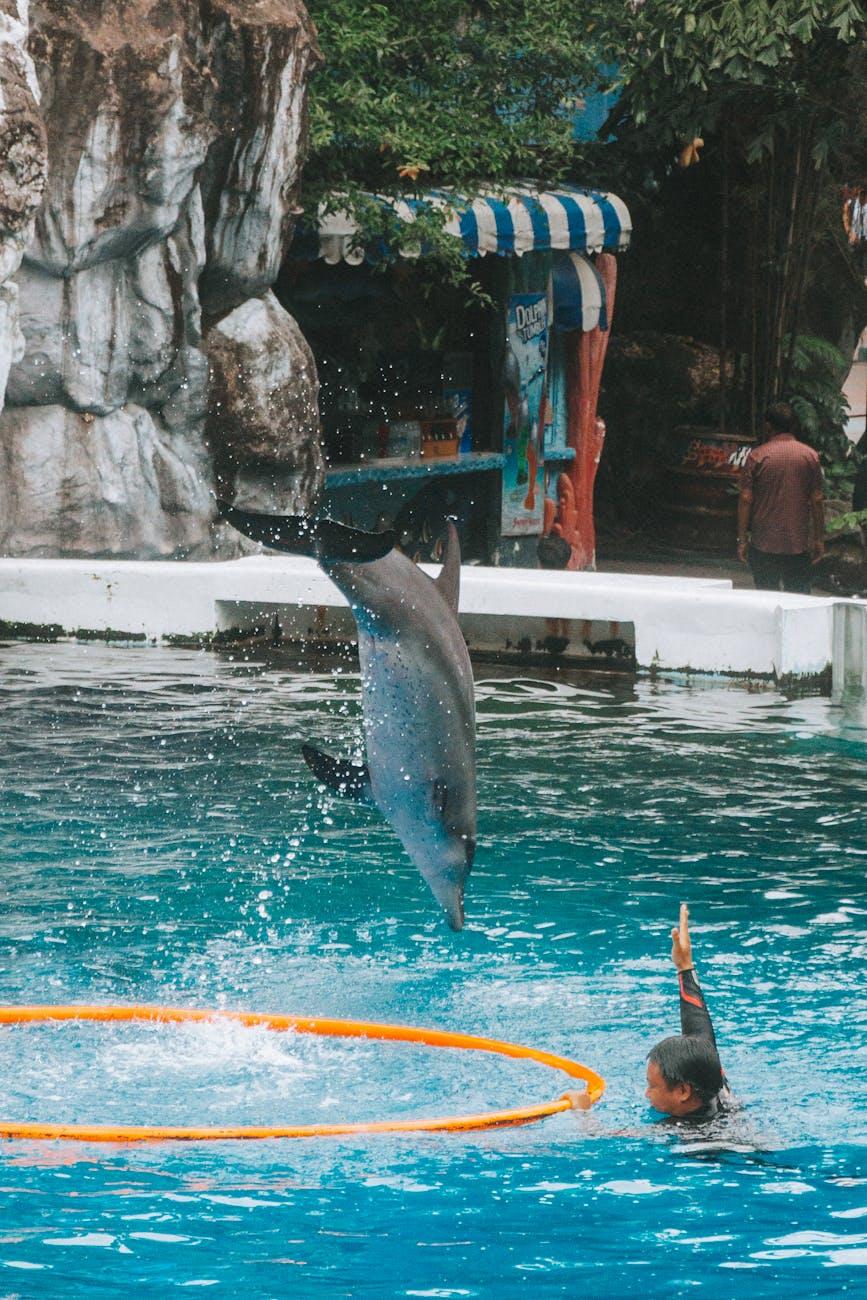 A dolphin leaps through a hoop in a pool as a trainer raises their hand