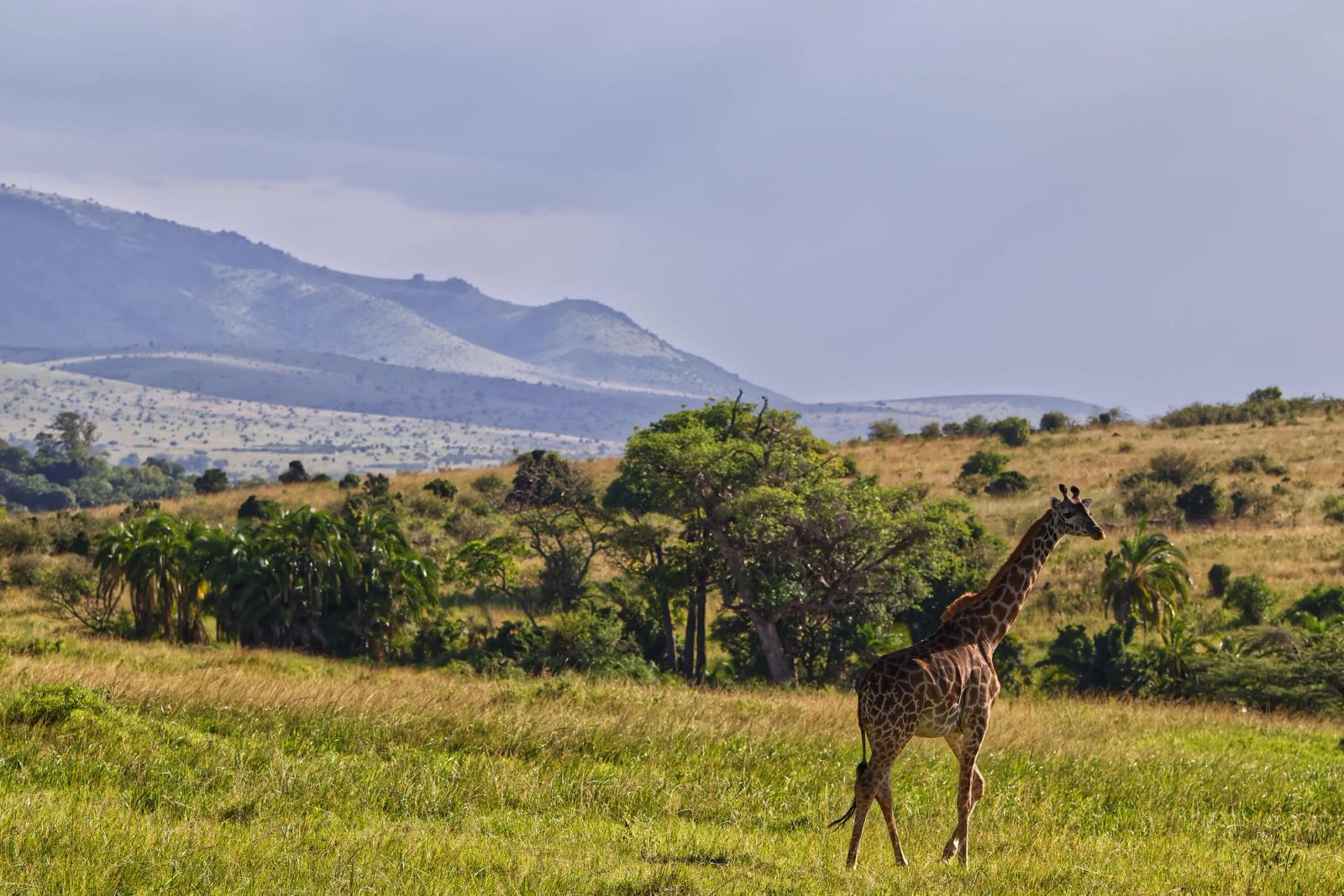 A giraffe walking across grassland with hills in the distance