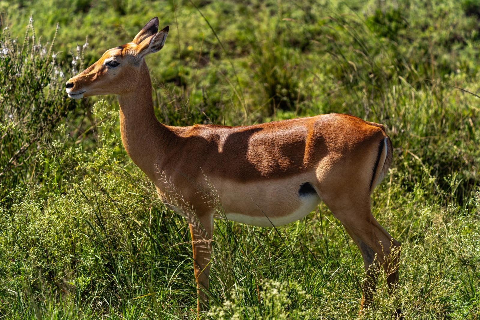 A female impala stands gracefully amid lush grasslands in Nairobi National Park, Kenya