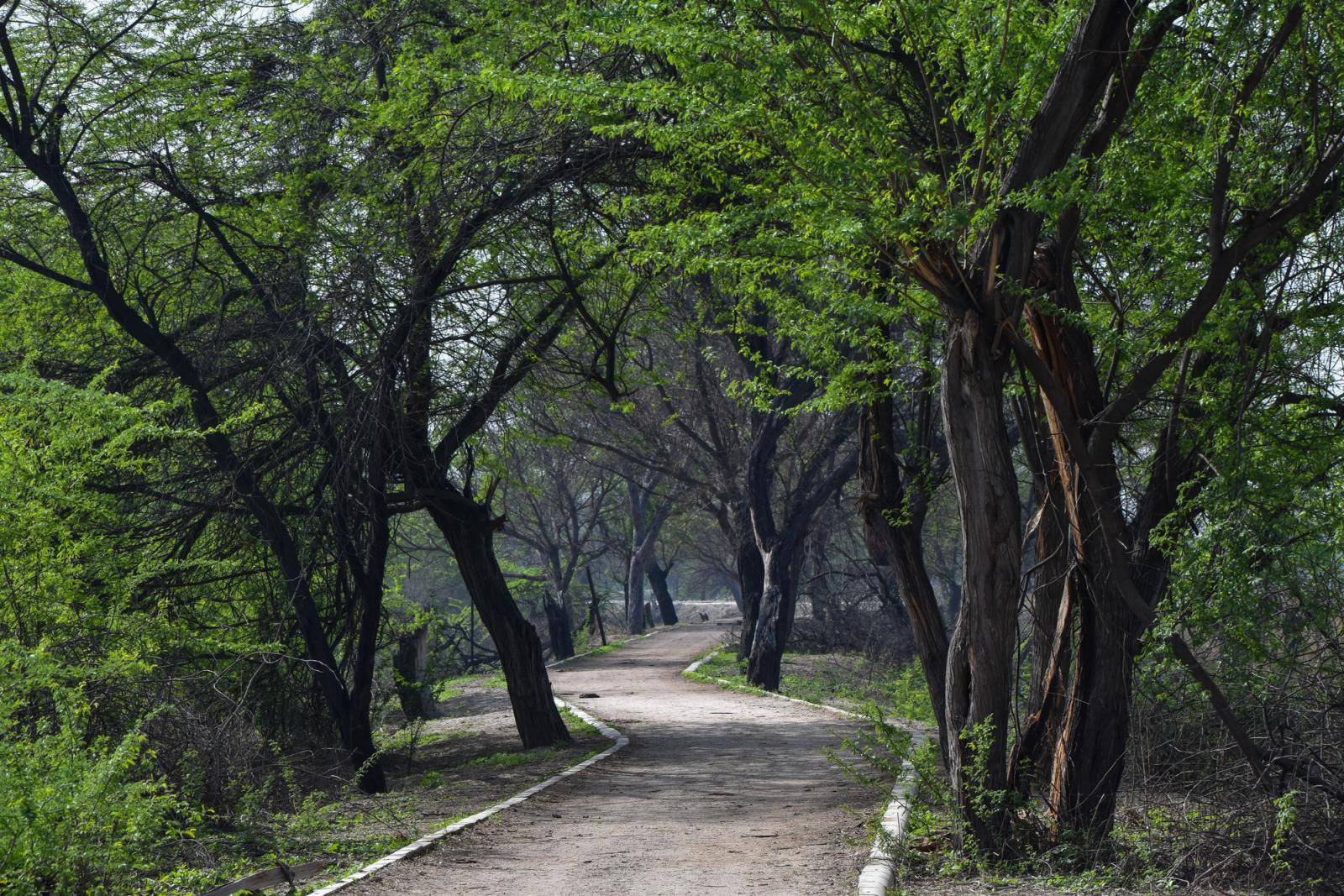 A tranquil forest path surrounded by lush green trees in Sultanpur Park, India
