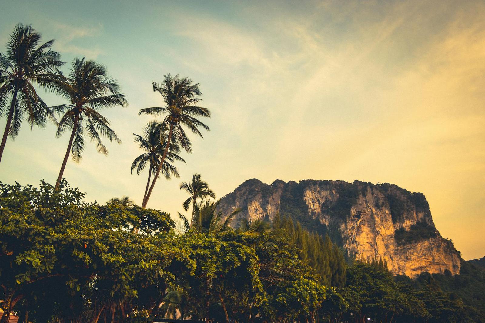 Palm trees silhouetted against a golden sky beside a sheer limestone cliff