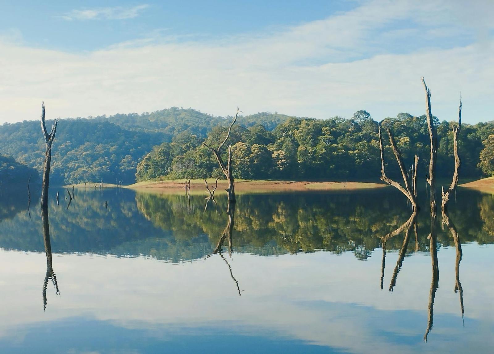 Beautiful reflections of trees and forests in Periyar Lake, Kerala in a tranquil landscape
