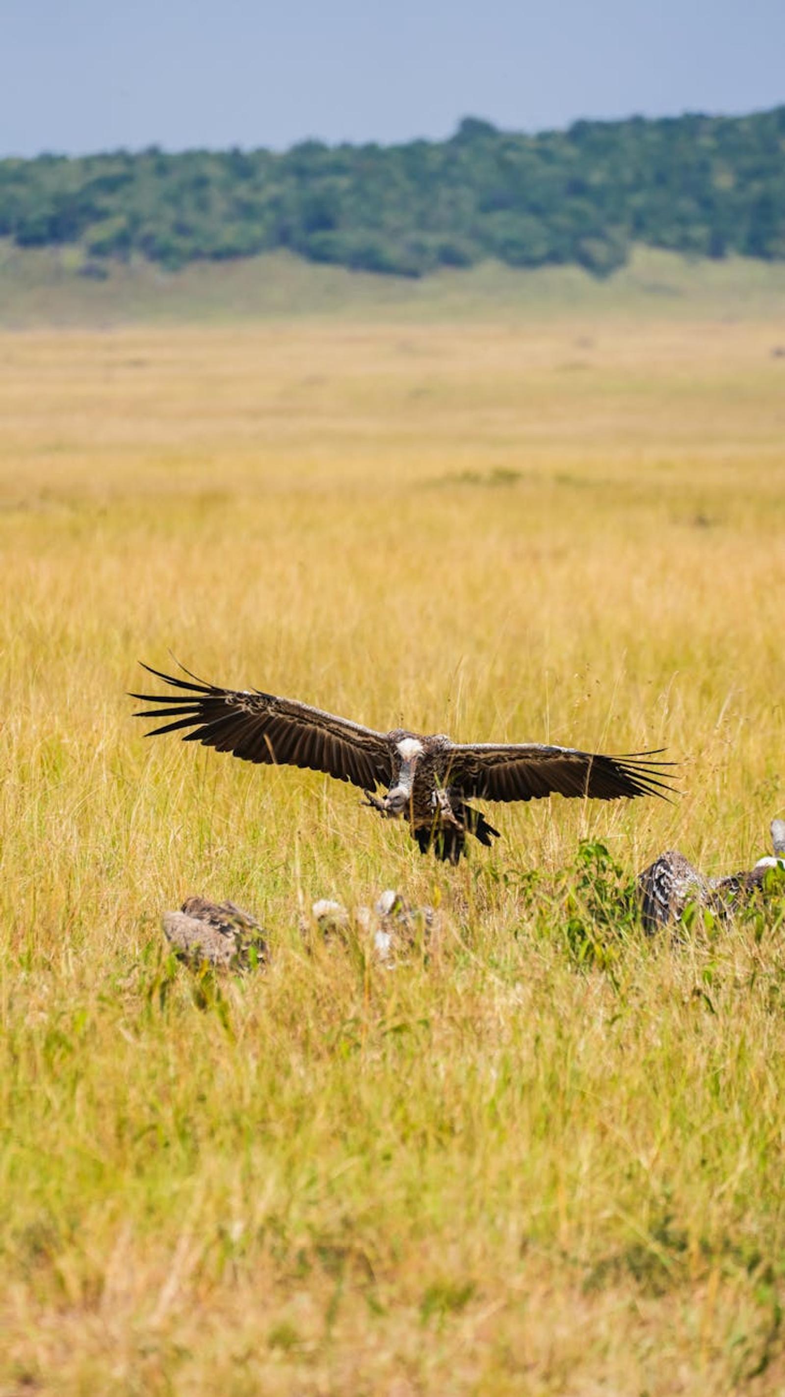 Large bird of prey landing among grass with wings fully spread