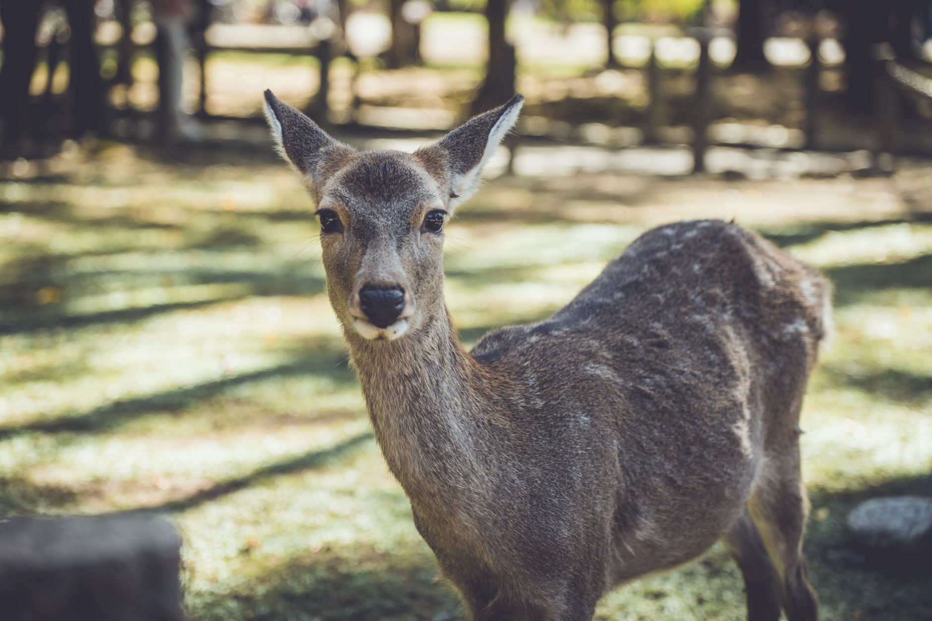 Nara deer — Nara, Japan