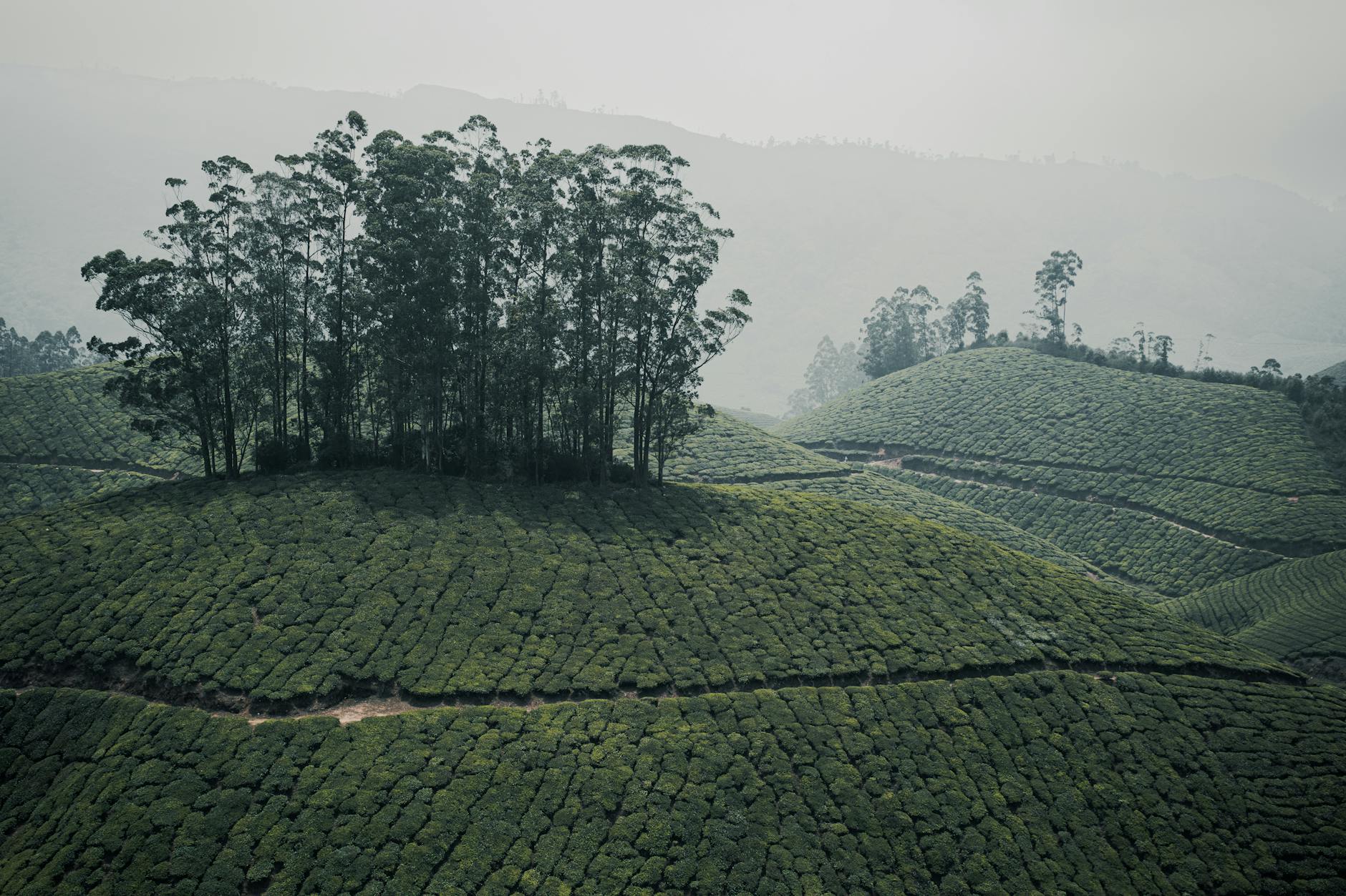 Munnar on day 3, India