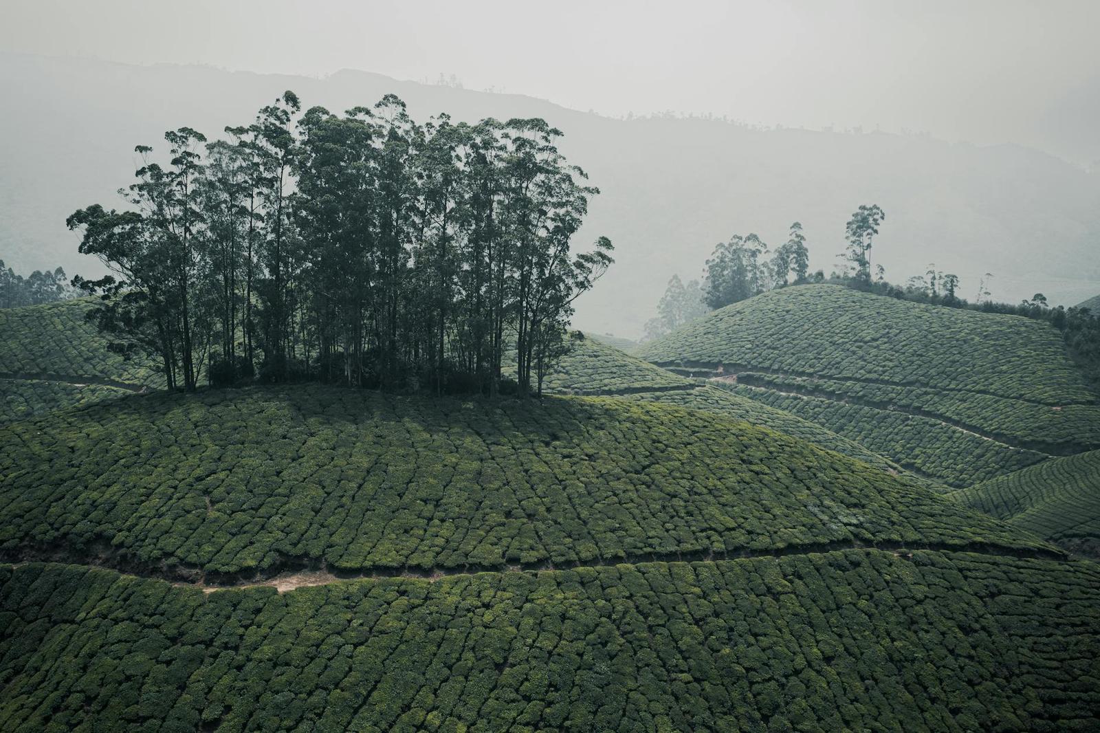 Cluster of tall trees rising above terraced tea fields in mist