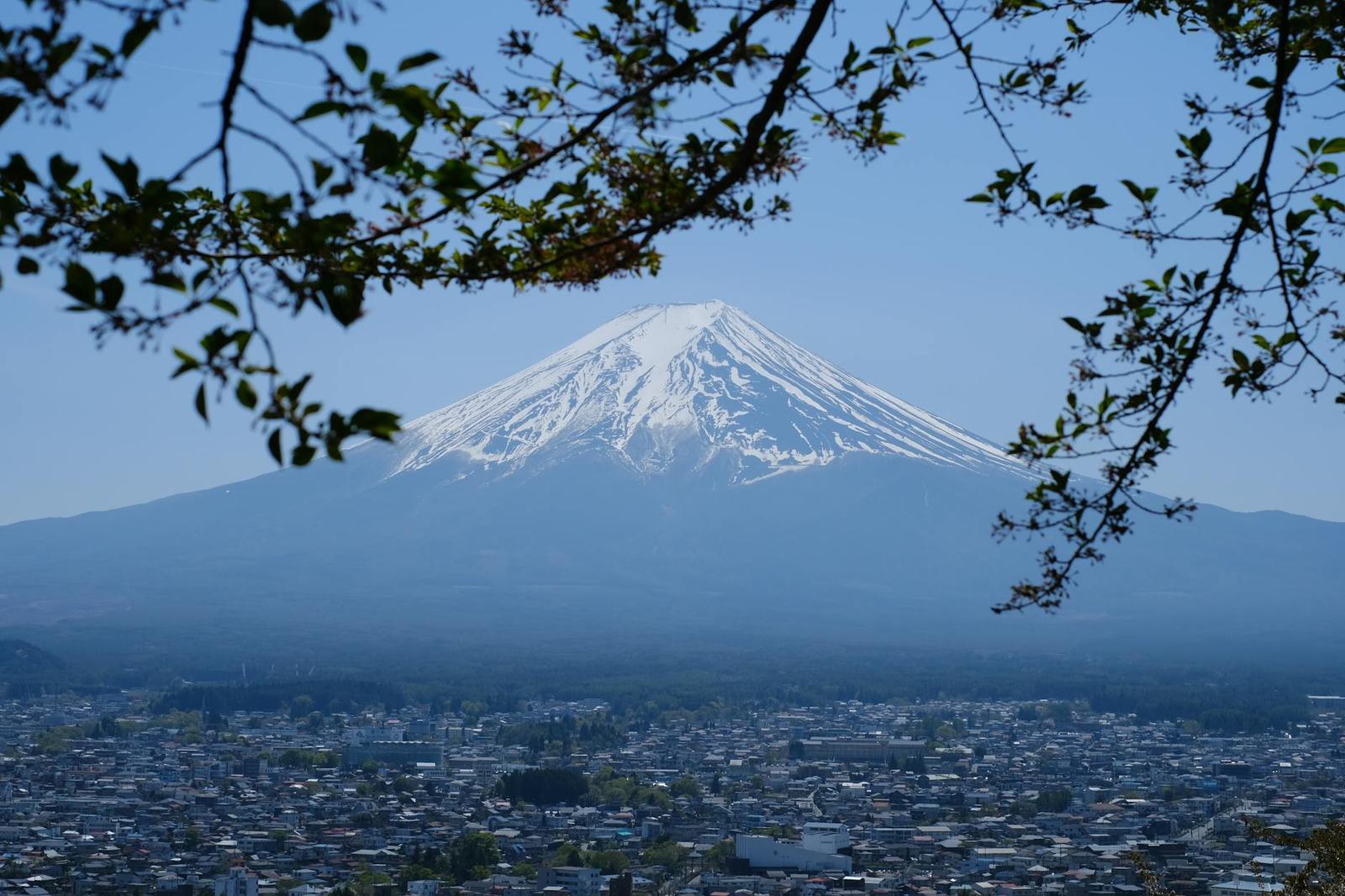 Snow-capped Mount Fuji framed by leafy branches above a hillside town