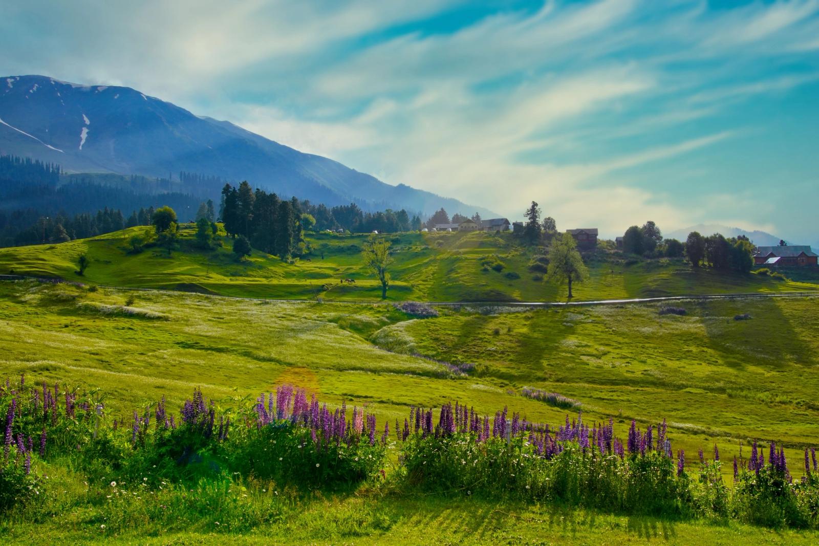 Vibrant green landscape with mountains and wildflowers under a blue sky in Kashmir
