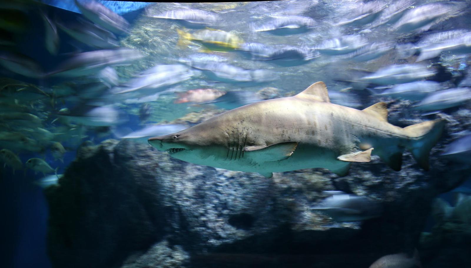 A shark swimming past a school of fish inside an aquarium tank