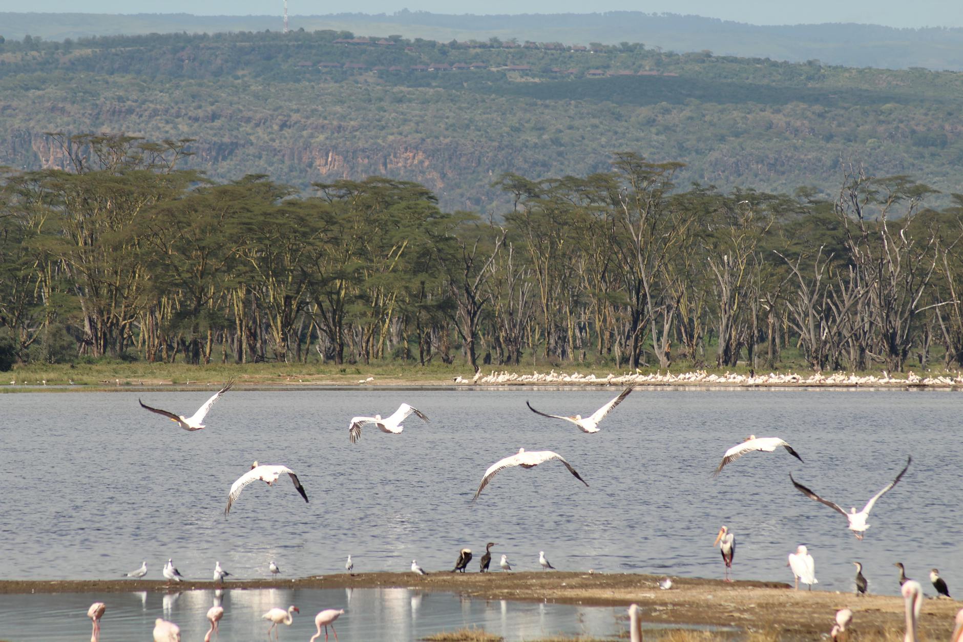 Lake Nakuru, Kenya