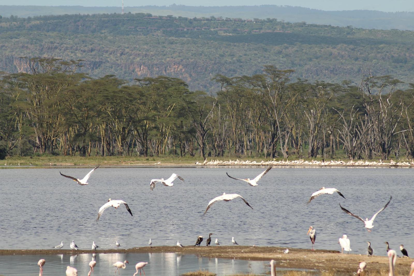 Lake Nakuru, Kenya