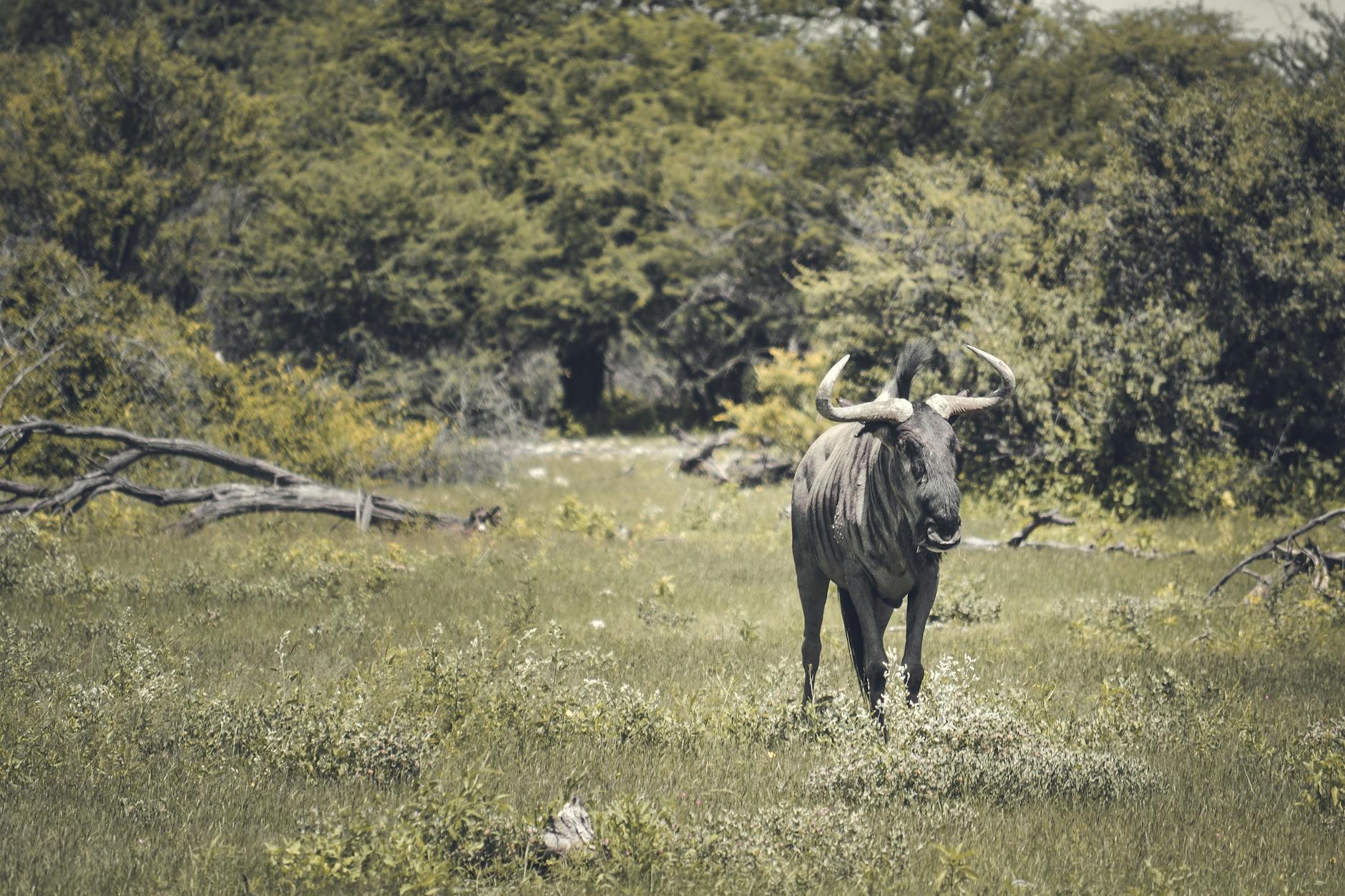 Game, Kenya