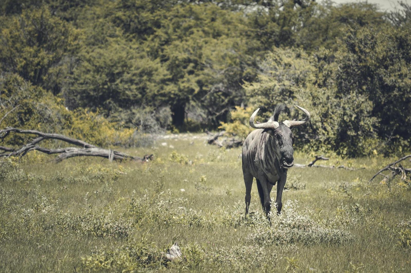 A lone wildebeest standing amid wildflowers at the edge of a thicket