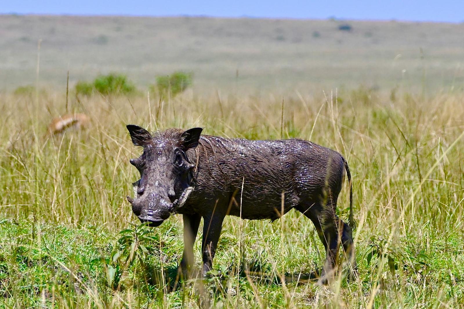Masai Mara Picnic Game Drive, Kenya