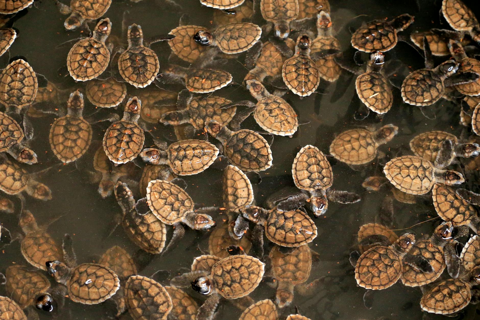 Turtles — Bentota, Sri Lanka