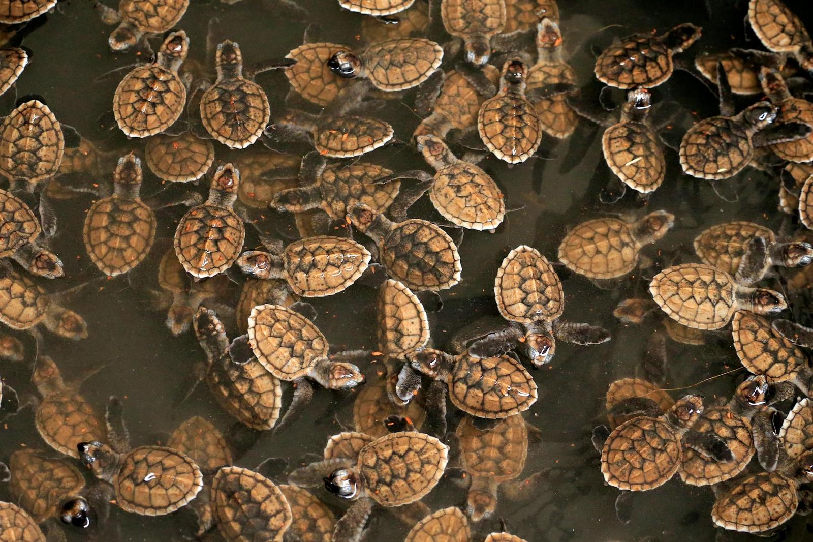 Bentota beach turtle hatchery — Sri Lanka