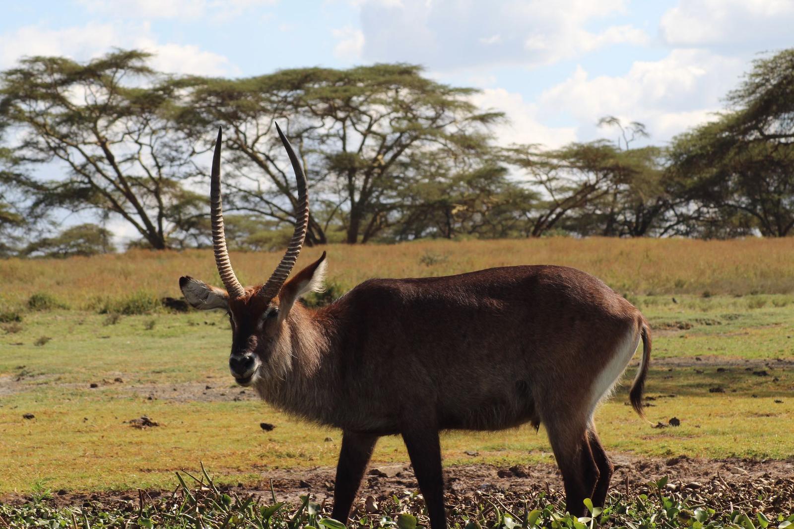 Lake Naivasha — Kenya
