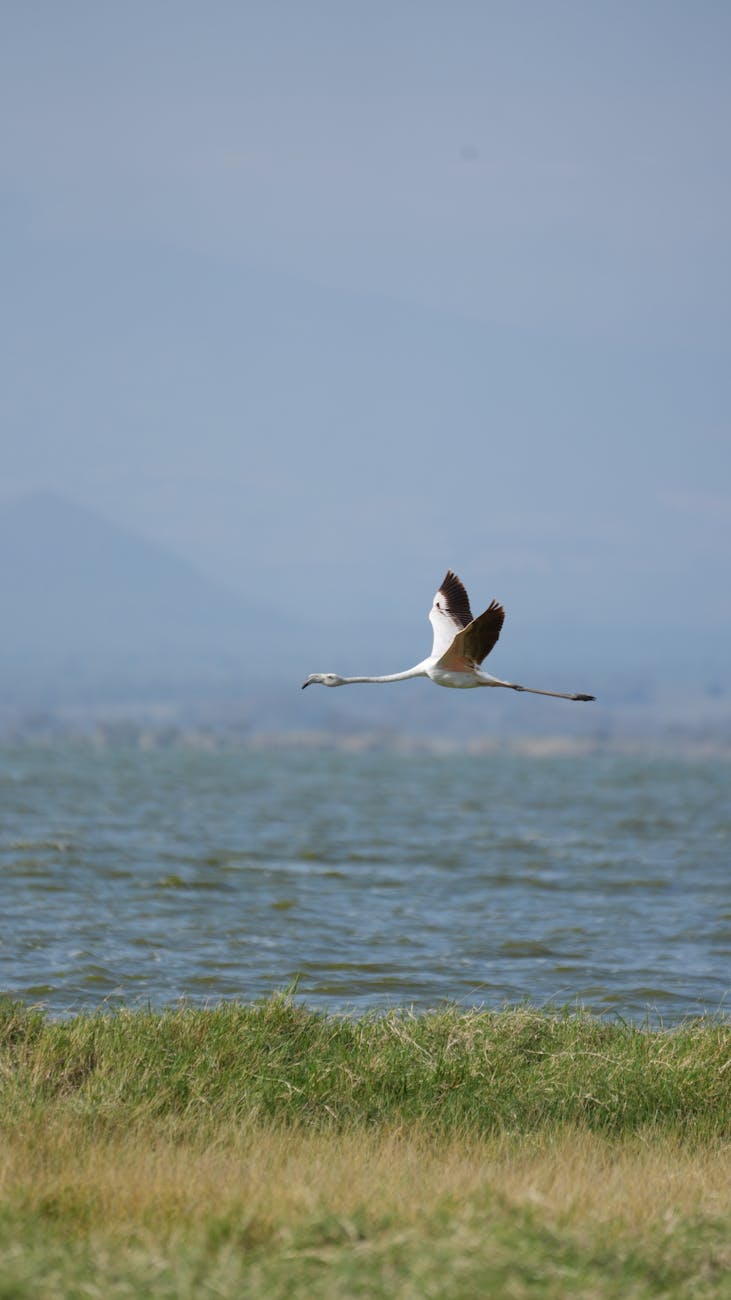 Naivasha boat ride — Kenya