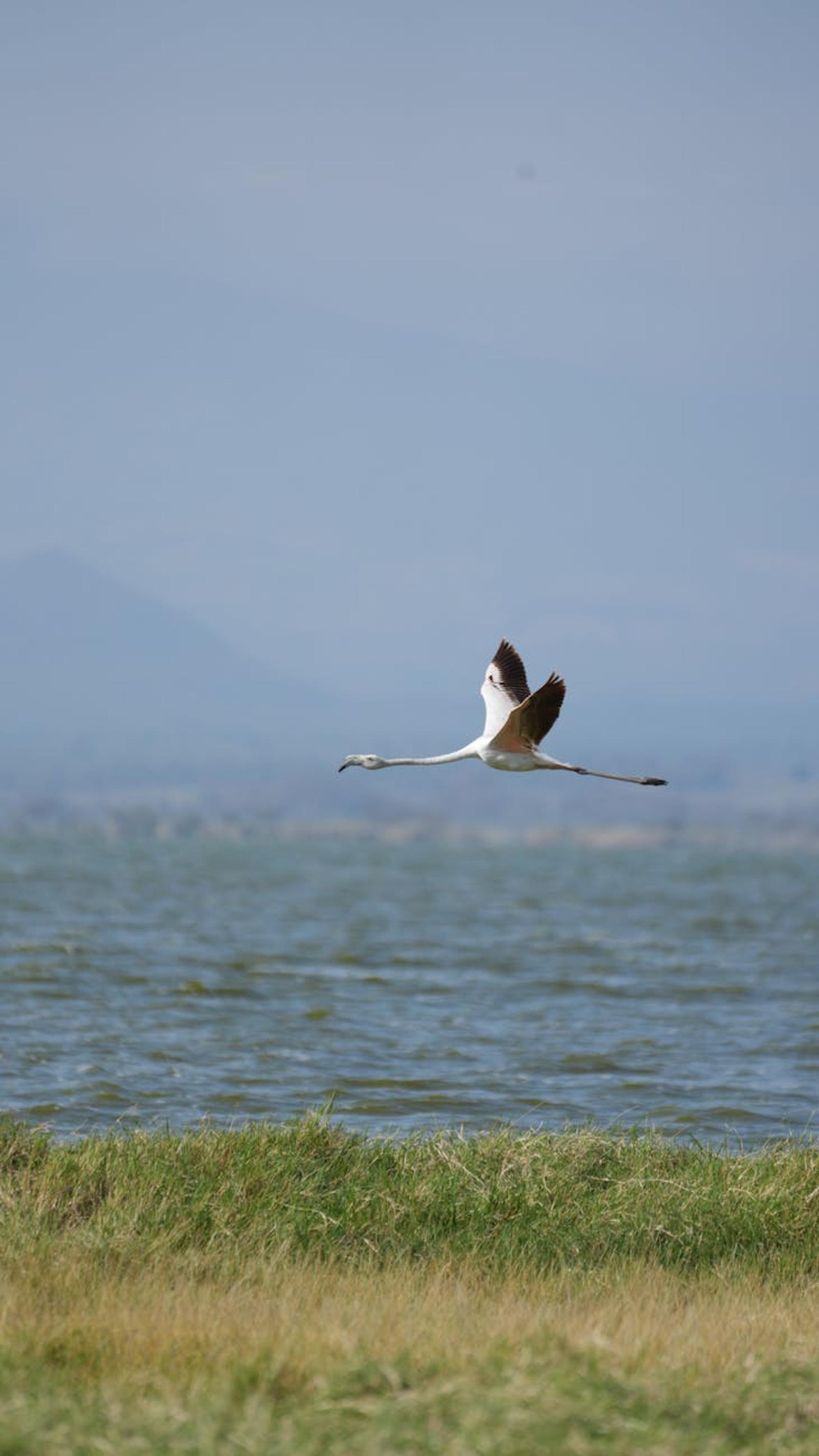 Naivasha boat ride — Kenya