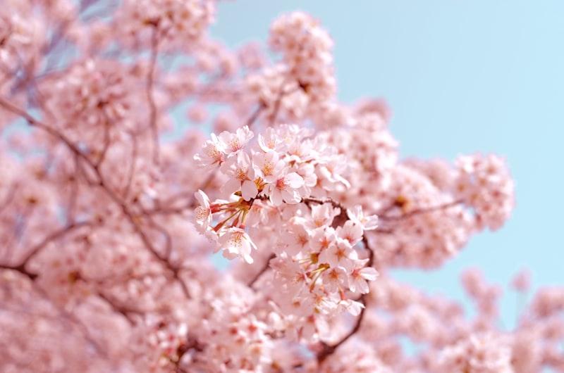 Cherry blossom, Kyoto